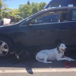 My pup (Akila, left) and Toby right hanging out in the shade in the Thriftway parking lot where we waited for bikes to show up