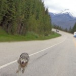 wolf chases tim bartlett motorcyclist in canada