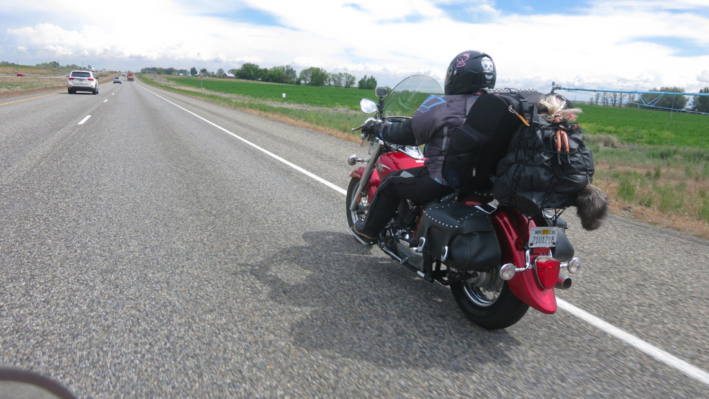 Icon Raiden DKR Jacket Review – Moto Lady